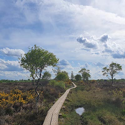 Girley Bog